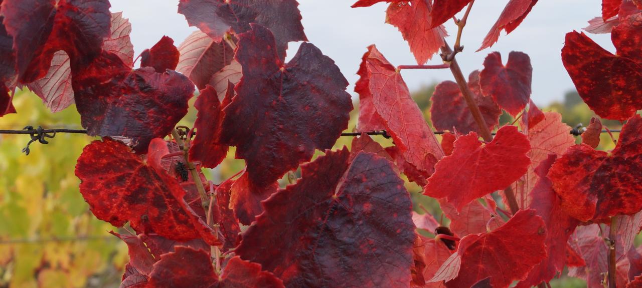 VIGNE AUTOMNE